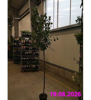 Aronia prun. 'Aron' C 10 L
